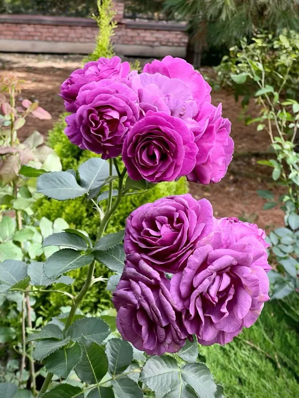 Elegant_Violet_Rose_Flowering_Plant_for_Home_Décor,_Balcony_&_Garden_–_Natural_Plant_(1.5-3.5_Ft_Height)_Pack_Of_1