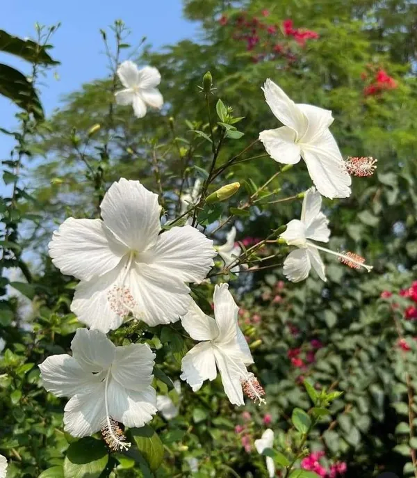 Elegant_White_Hibiscus_Flower_Plant_For_Home_Garden,_Pack_Of_1
