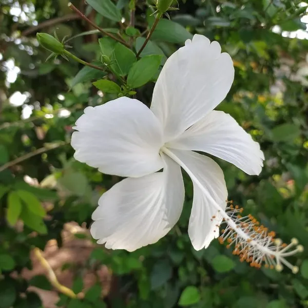 Elegant_White_Hibiscus_Flower_Plant_For_Home_Garden,_Pack_Of_1