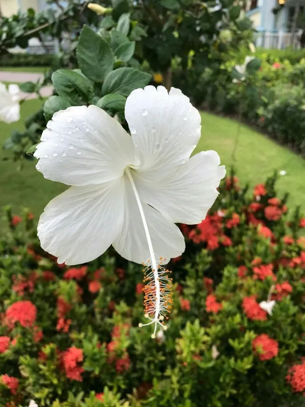 Elegant_White_Hibiscus_Flower_Plant_For_Home_Garden,_Pack_Of_1