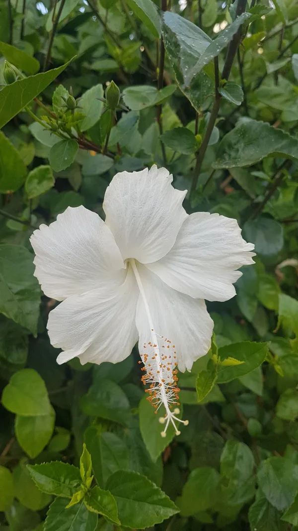 Elegant_White_Hibiscus_Flower_Plant_For_Home_Garden,_Pack_Of_1