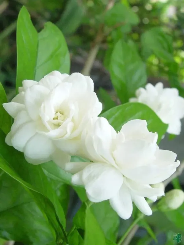 Elegant_&_Delightful_Scent_Jasmine/Mogra/Beli_Flower_Plant_For_Home_Gardening,_Well_Watered_Jasmine_Plant_(Pack_Of_1)