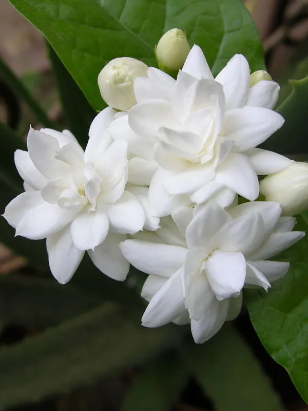 Elegant_&_Delightful_Scent_Jasmine/Mogra/Beli_Flower_Plant_For_Home_Gardening,_Well_Watered_Jasmine_Plant_(Pack_Of_1)