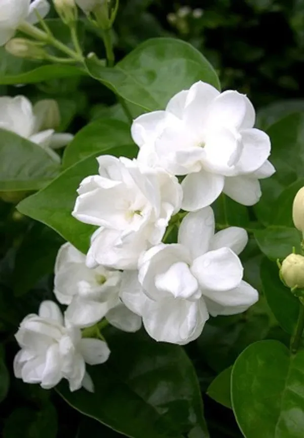 Elegant_&_Delightful_Scent_Jasmine/Mogra/Beli_Flower_Plant_For_Home_Gardening,_Well_Watered_Jasmine_Plant_(Pack_Of_1)