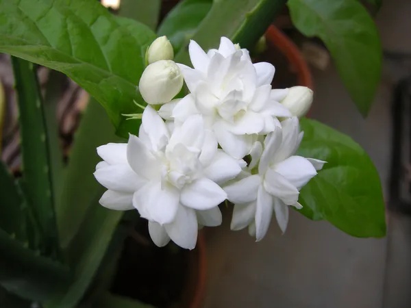 Elegant_&_Delightful_Scent_Jasmine/Mogra/Beli_Flower_Plant_For_Home_Gardening,_Well_Watered_Jasmine_Plant_(Pack_Of_1)