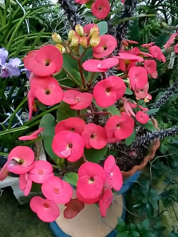 Euphorbia_Red_Milii_Flower_Plant_&_Tree_For_Home_Gardening_(Pack_Of_1)_Well_Watered__Milli_Plant_Hight_(1.5-3.5_Ft_)