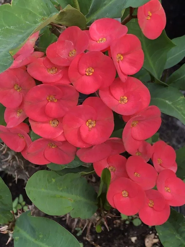 Euphorbia_Red_Milii_Flower_Plant_&_Tree_For_Home_Gardening_(Pack_Of_1)_Well_Watered__Milli_Plant_Hight_(1.5-3.5_Ft_)