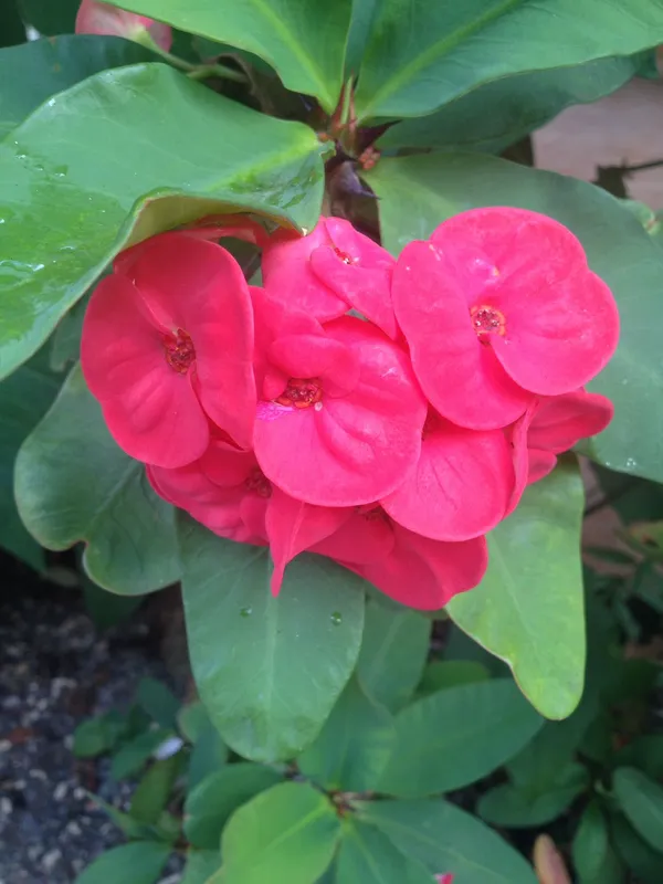 Euphorbia_Red_Milii_Flower_Plant_&_Tree_For_Home_Gardening_(Pack_Of_1)_Well_Watered__Milli_Plant_Hight_(1.5-3.5_Ft_)