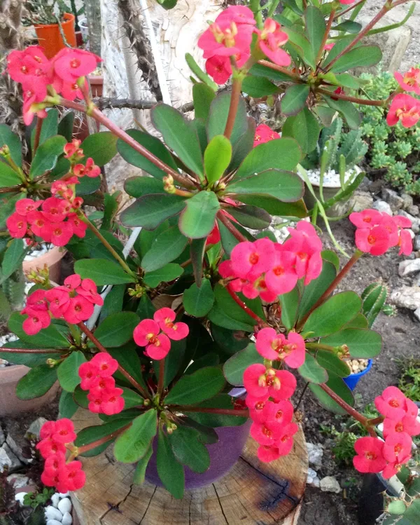 Euphorbia_Red_Milii_Flower_Plant_&_Tree_For_Home_Gardening_(Pack_Of_1)_Well_Watered__Milli_Plant_Hight_(1.5-3.5_Ft_)