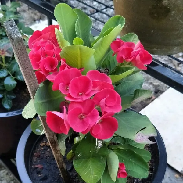 Euphorbia_Red_Milii_Flower_Plant_&_Tree_For_Home_Gardening_(Pack_Of_1)_Well_Watered__Milli_Plant_Hight_(1.5-3.5_Ft_)