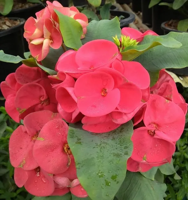 Euphorbia_Red_Milii_Flower_Plant_&_Tree_For_Home_Gardening_(Pack_Of_1)_Well_Watered__Milli_Plant_Hight_(1.5-3.5_Ft_)