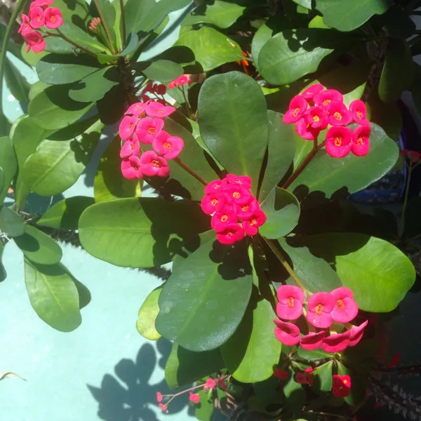 Euphorbia_Red_Milii_Flower_Plant_&_Tree_For_Home_Gardening_(Pack_Of_1)_Well_Watered__Milli_Plant_Hight_(1.5-3.5_Ft_)