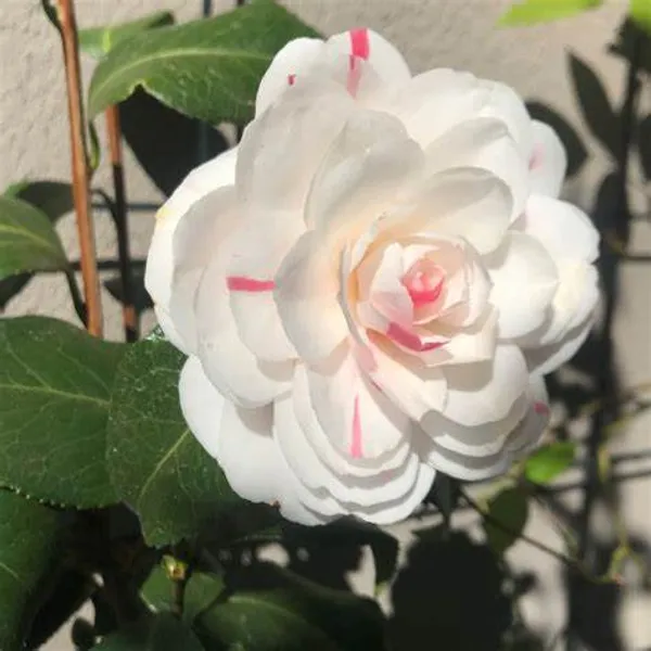 Evergreen_April_Dawn_Camellia_Flower_Plant_&_Tree_(1.5-3.5_Ft_Height)_For_Shrub/Bush/Home_Garden_(Hybrid,_Pack_Of_1)
