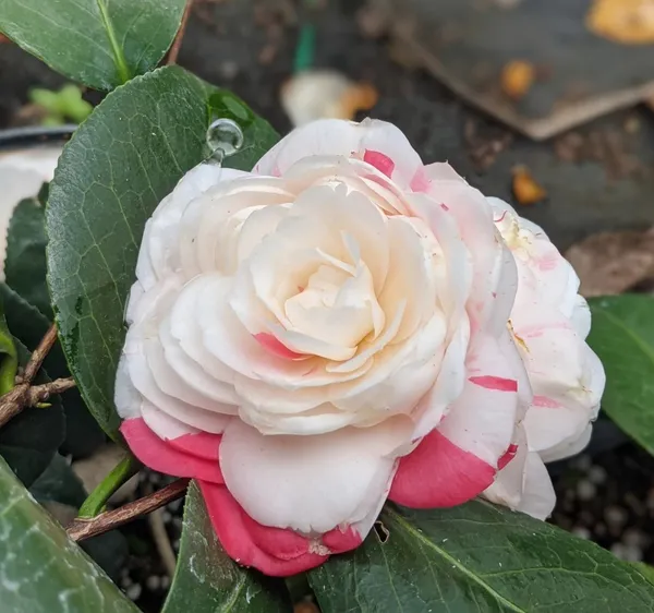 Evergreen_April_Dawn_Camellia_Flower_Plant_&_Tree_(1.5-3.5_Ft_Height)_For_Shrub/Bush/Home_Garden_(Hybrid,_Pack_Of_1)
