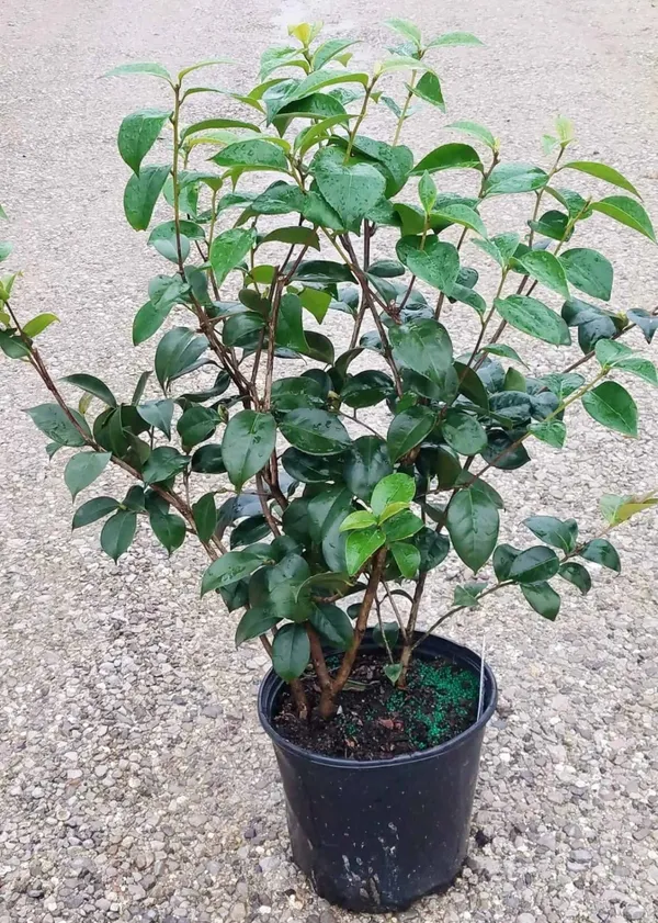 Evergreen_April_Dawn_Camellia_Flower_Plant_&_Tree_(1.5-3.5_Ft_Height)_For_Shrub/Bush/Home_Garden_(Hybrid,_Pack_Of_1)