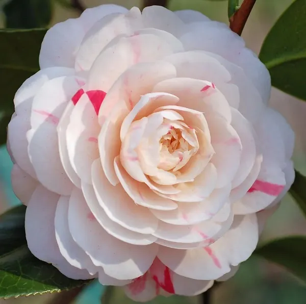 Evergreen_April_Dawn_Camellia_Flower_Plant_&_Tree_(1.5-3.5_Ft_Height)_For_Shrub/Bush/Home_Garden_(Hybrid,_Pack_Of_1)