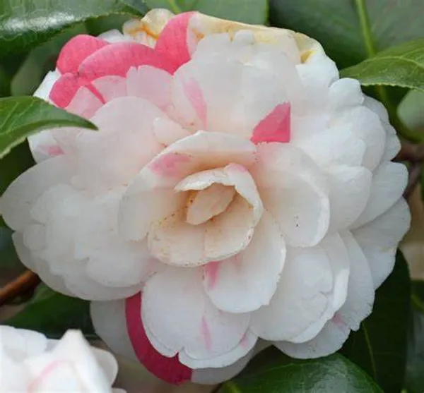 Evergreen_April_Dawn_Camellia_Flower_Plant_&_Tree_(1.5-3.5_Ft_Height)_For_Shrub/Bush/Home_Garden_(Hybrid,_Pack_Of_1)