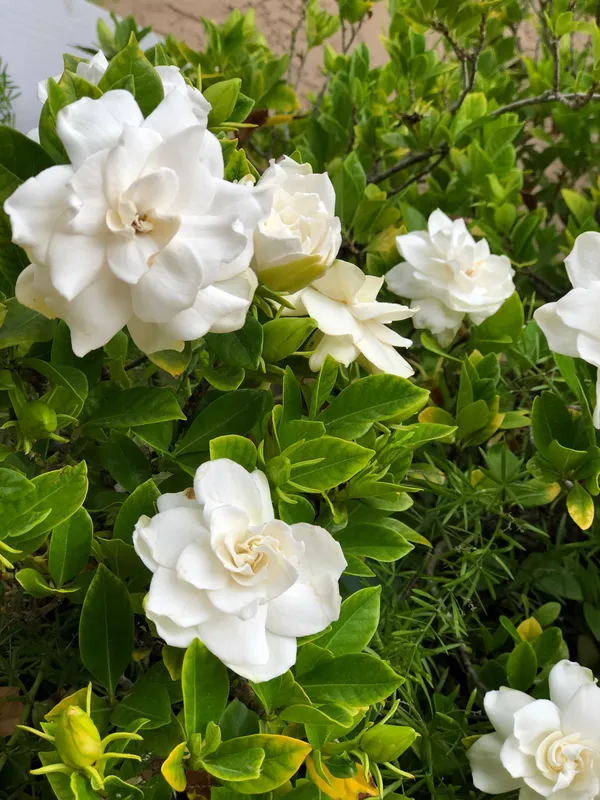 Evergreen_Creamy-White_Gardenia_Blossoms_&_Glossy_Flower_Plant_&_Tree_For_Your_Sweet_Home_Garden_(Pack_Of_1)