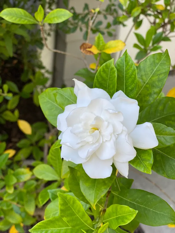 Evergreen_Creamy-White_Gardenia_Blossoms_&_Glossy_Flower_Plant_&_Tree_For_Your_Sweet_Home_Garden_(Pack_Of_1)