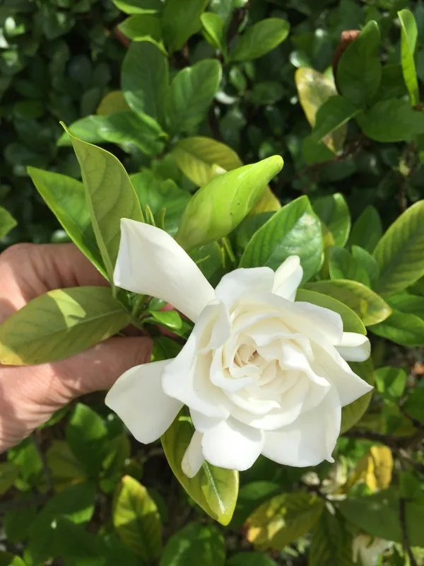 Evergreen_Creamy-White_Gardenia_Blossoms_&_Glossy_Flower_Plant_&_Tree_For_Your_Sweet_Home_Garden_(Pack_Of_1)