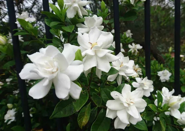 Evergreen_Creamy-White_Gardenia_Blossoms_&_Glossy_Flower_Plant_&_Tree_For_Your_Sweet_Home_Garden_(Pack_Of_1)