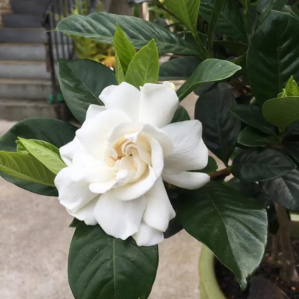 Evergreen_Creamy-White_Gardenia_Blossoms_&_Glossy_Flower_Plant_&_Tree_For_Your_Sweet_Home_Garden_(Pack_Of_1)