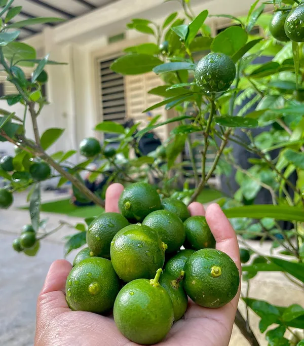 Evergreen_Kamquat_Lemon__Fruit_Plant_&_Tree_For_Shrub/Bush/Home_Garden_(1.5-3.5_Ft_Height)_Pack_Of_1