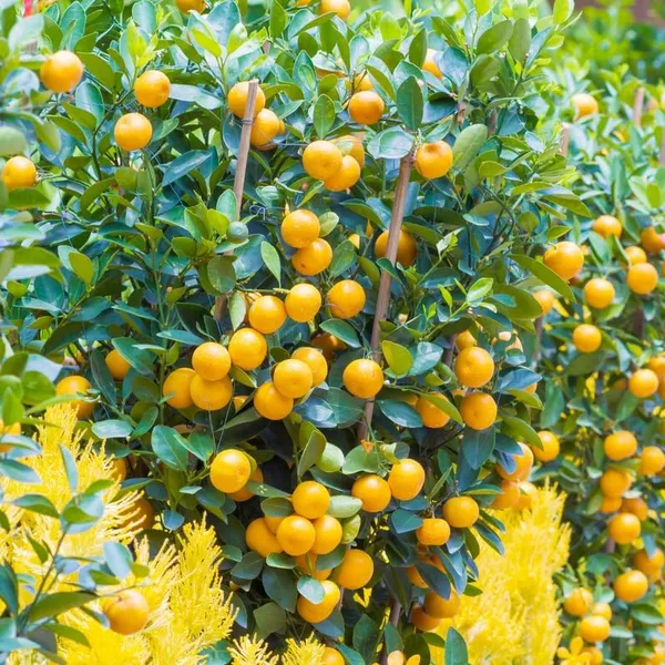Evergreen_Kamquat_Lemon__Fruit_Plant_&_Tree_For_Shrub/Bush/Home_Garden_(1.5-3.5_Ft_Height)_Pack_Of_1