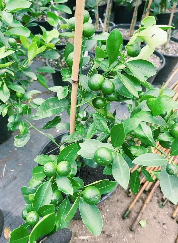 Evergreen_Kamquat_Lemon__Fruit_Plant_&_Tree_For_Shrub/Bush/Home_Garden_(1.5-3.5_Ft_Height)_Pack_Of_1