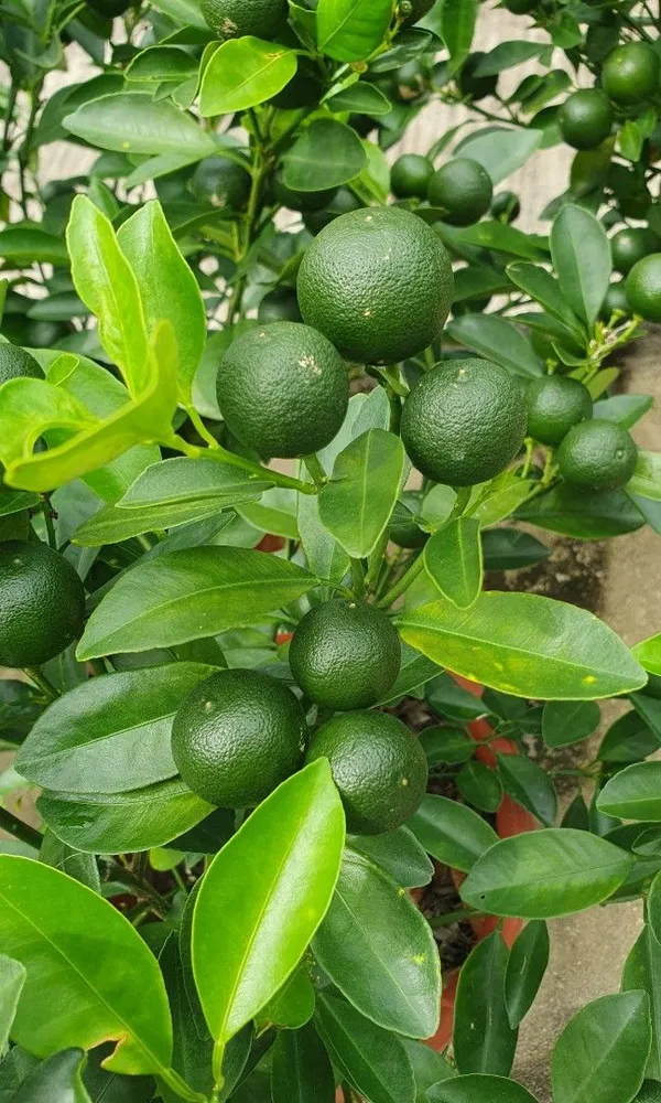 Evergreen_Kamquat_Lemon__Fruit_Plant_&_Tree_For_Shrub/Bush/Home_Garden_(1.5-3.5_Ft_Height)_Pack_Of_1