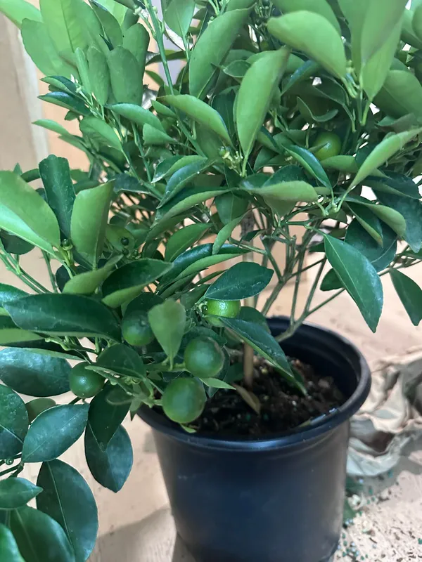 Evergreen_Kamquat_Lemon__Fruit_Plant_&_Tree_For_Shrub/Bush/Home_Garden_(1.5-3.5_Ft_Height)_Pack_Of_1