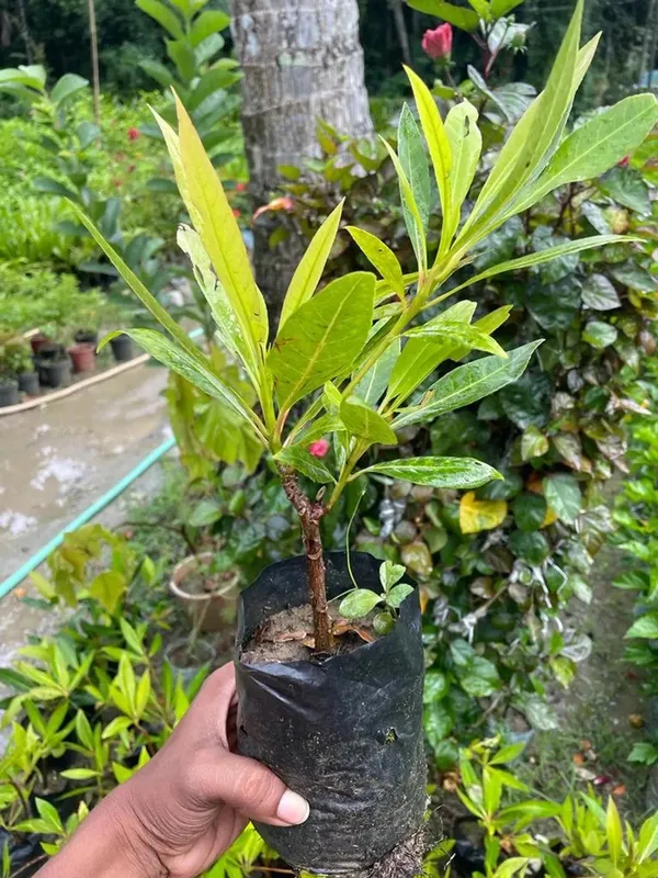 Evergreen_Rudraksha_Highly_Benefited_Plant_&_Tree_(1.5-3.5_Ft_Height)_For_Your_Home_Garden,_Pack_Of_1