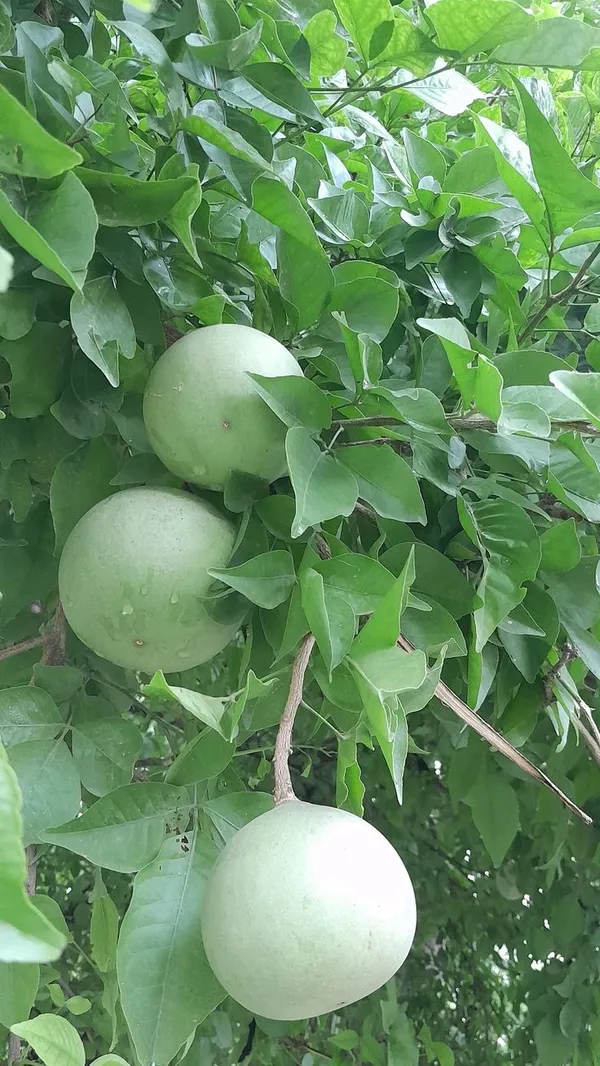 Evergreen__Bilva_Fruit/Beal_/Bel_Patra_Tree_for_Home_and_Garden,_Sacred_Religious_Shiva_Puja_Plant_(Pack_Of_1)