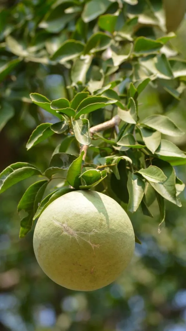 Evergreen__Bilva_Fruit/Beal_/Bel_Patra_Tree_for_Home_and_Garden,_Sacred_Religious_Shiva_Puja_Plant_(Pack_Of_1)
