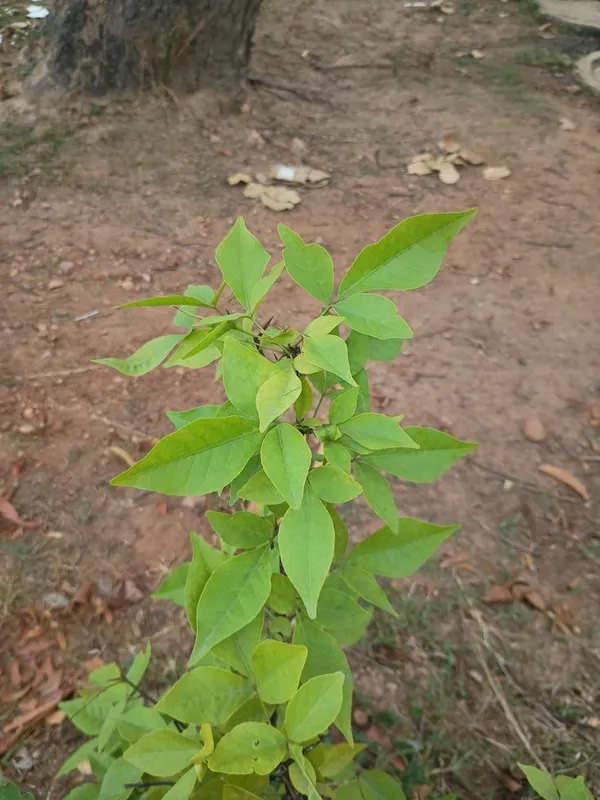 Evergreen__Bilva_Fruit/Beal_/Bel_Patra_Tree_for_Home_and_Garden,_Sacred_Religious_Shiva_Puja_Plant_(Pack_Of_1)