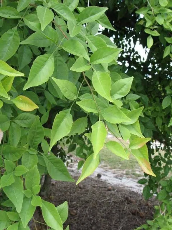 Evergreen__Bilva_Fruit/Beal_/Bel_Patra_Tree_for_Home_and_Garden,_Sacred_Religious_Shiva_Puja_Plant_(Pack_Of_1)