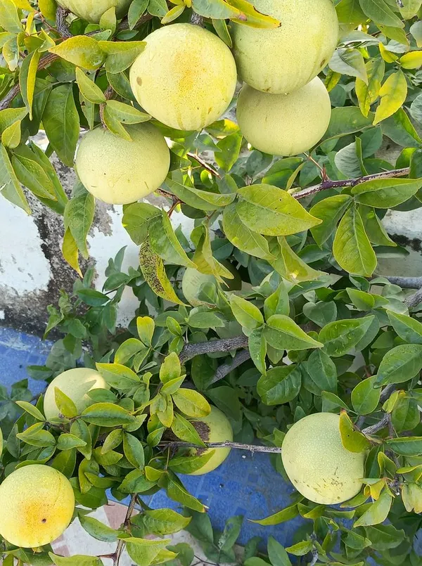 Evergreen__Bilva_Fruit/Beal_/Bel_Patra_Tree_for_Home_and_Garden,_Sacred_Religious_Shiva_Puja_Plant_(Pack_Of_1)