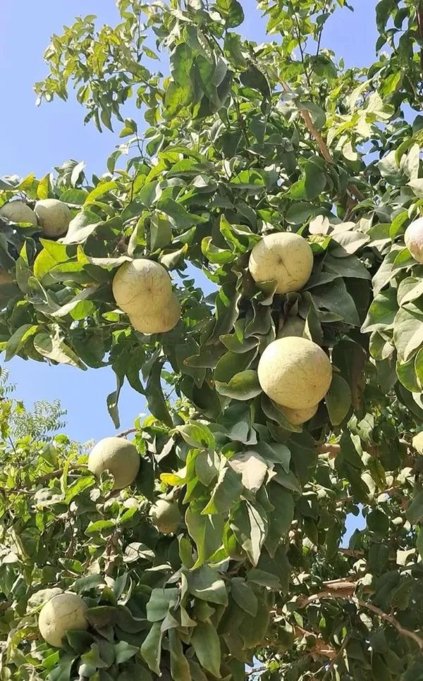 Evergreen__Bilva_Fruit/Beal_/Bel_Patra_Tree_for_Home_and_Garden,_Sacred_Religious_Shiva_Puja_Plant_(Pack_Of_1)