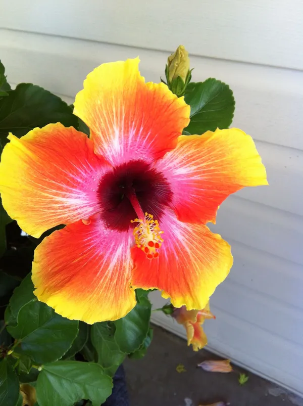 Exclusive_Hibiscus_Shrub_With_Vibrant_Colors_Flower_(1.5-3.5_Ft_Height)_Well_Watered_Hibiscus_Plant_(Hybrid,_Pack_Of_1)