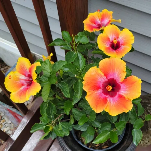 Exclusive_Hibiscus_Shrub_With_Vibrant_Colors_Flower_(1.5-3.5_Ft_Height)_Well_Watered_Hibiscus_Plant_(Hybrid,_Pack_Of_1)