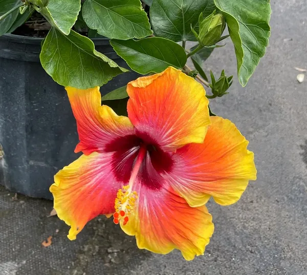 Exclusive_Hibiscus_Shrub_With_Vibrant_Colors_Flower_(1.5-3.5_Ft_Height)_Well_Watered_Hibiscus_Plant_(Hybrid,_Pack_Of_1)