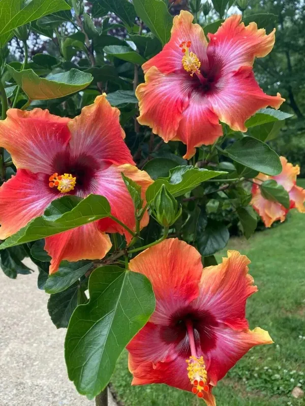 Exclusive_Hibiscus_Shrub_With_Vibrant_Colors_Flower_(1.5-3.5_Ft_Height)_Well_Watered_Hibiscus_Plant_(Hybrid,_Pack_Of_1)