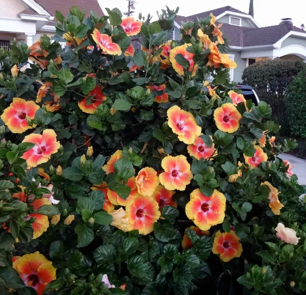 Exclusive_Hibiscus_Shrub_With_Vibrant_Colors_Flower_(1.5-3.5_Ft_Height)_Well_Watered_Hibiscus_Plant_(Hybrid,_Pack_Of_1)