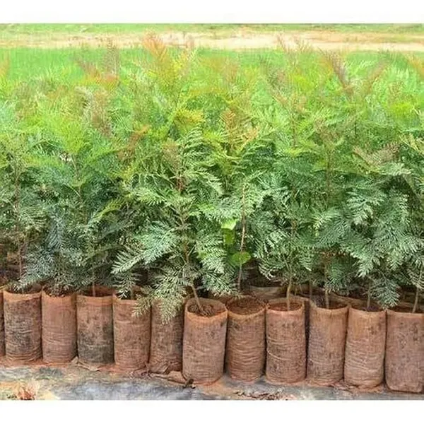 Expensive_Australian_Silver_Oak_Tree_(1.5-3.5_Ft_Height)_For_Home_Garden,_Fast_Growing_Silver_Oak_Plant_(Hybrid,_Pack_Of_1)