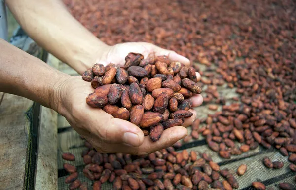 Expensive_Cocoa_(Chocolate)_Fruit_Plant_&_Tree_For_Home_Garden,_Pack_Of_1