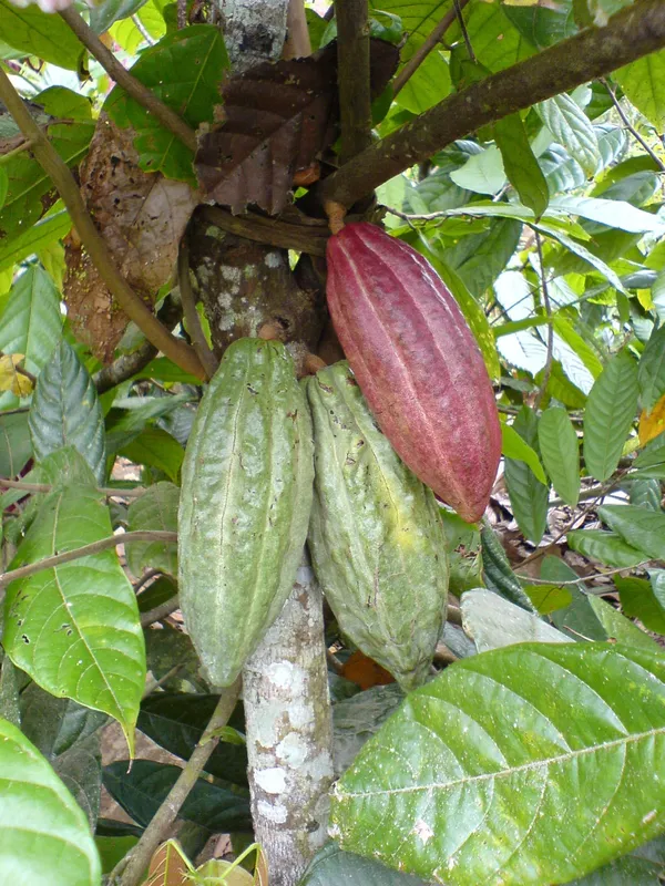 Expensive_Cocoa_(Chocolate)_Fruit_Plant_&_Tree_For_Home_Garden,_Pack_Of_1