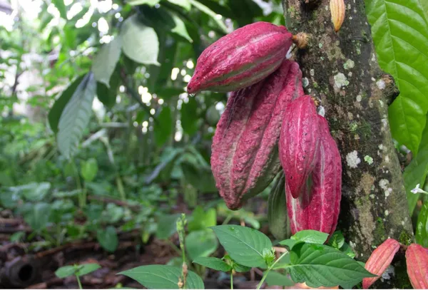 Expensive_Cocoa_(Chocolate)_Fruit_Plant_&_Tree_For_Home_Garden,_Pack_Of_1