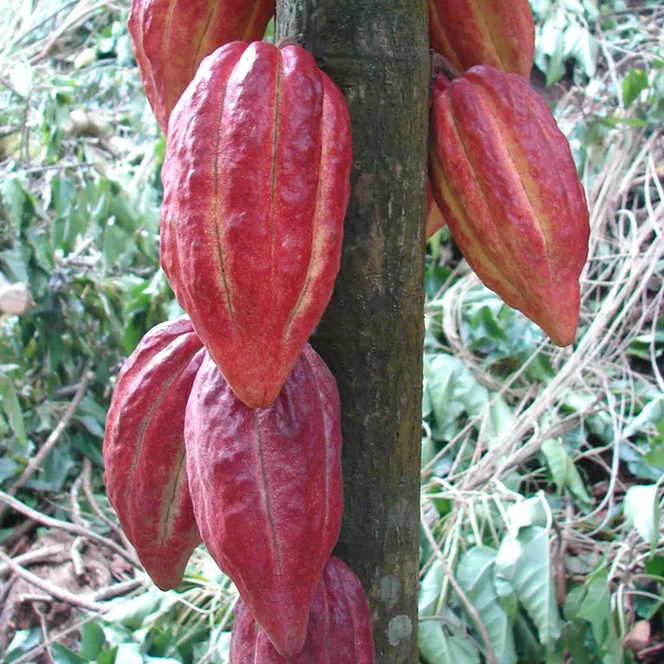 Expensive_Cocoa_(Chocolate)_Fruit_Plant_&_Tree_For_Home_Garden,_Pack_Of_1