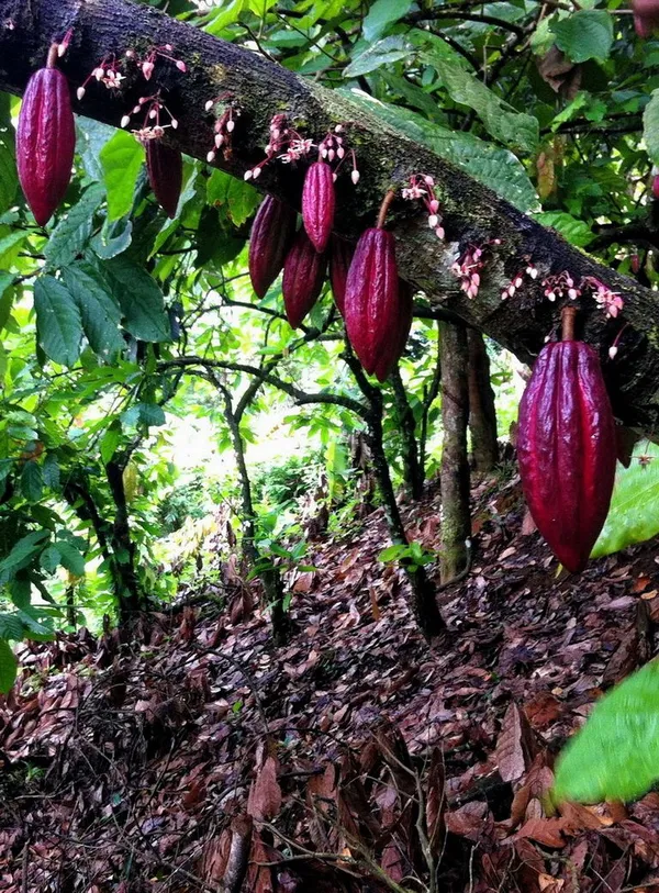 Expensive_Cocoa_(Chocolate)_Fruit_Plant_&_Tree_For_Home_Garden,_Pack_Of_1