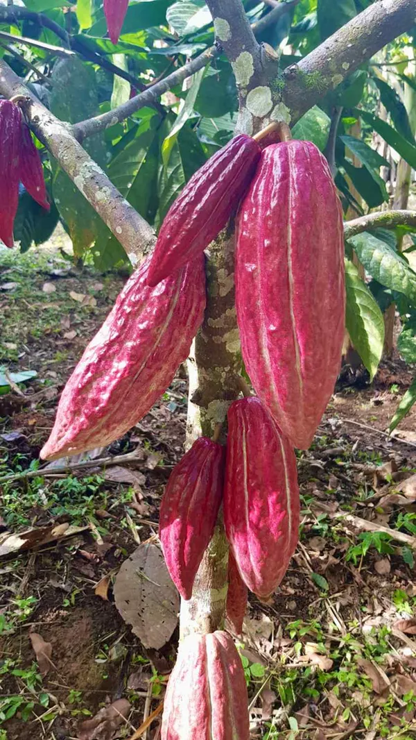 Expensive_Cocoa_(Chocolate)_Fruit_Plant_&_Tree_For_Home_Garden,_Pack_Of_1